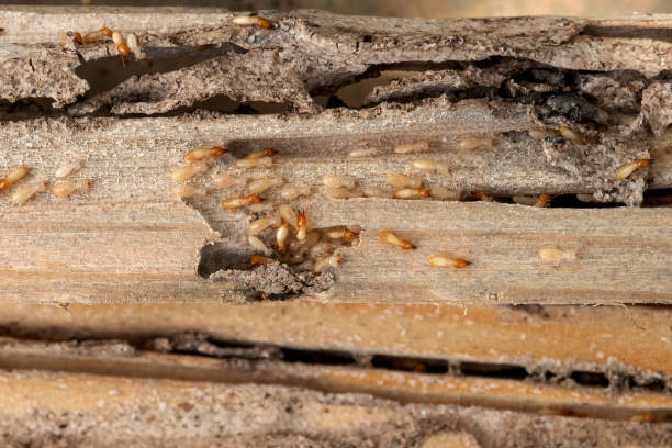 Best Pest Inspection Near Me  in Old Greenwich, CT